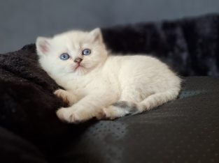 Inzy brit rövidszőrű kis herceg