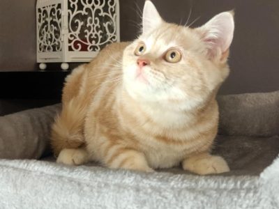 Vörös-ezüst tabby fiú