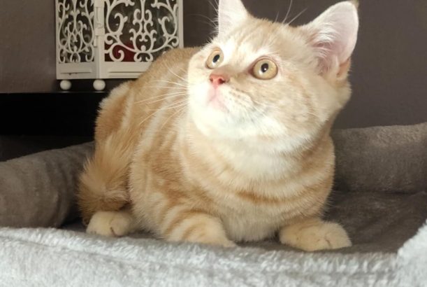 Vörös-ezüst tabby fiú