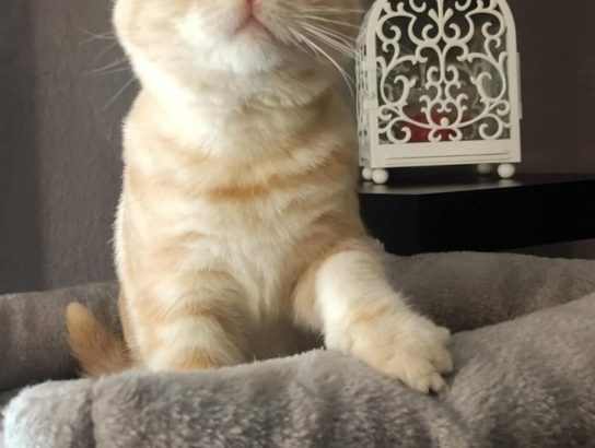 Vörös-ezüst tabby fiú