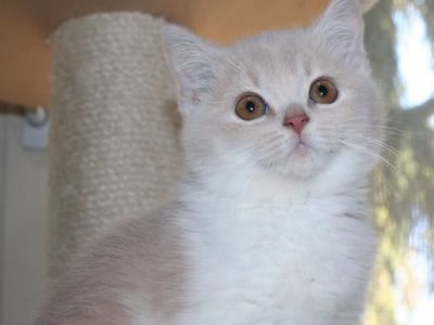 Brit krém bicolor herceg vagyok