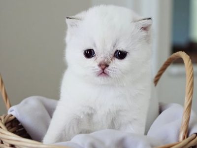 Skót állófülű kislány