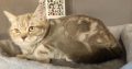 Lila tabby fiúcska