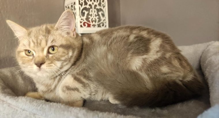 Lila tabby fiúcska