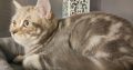 Lila tabby fiúcska