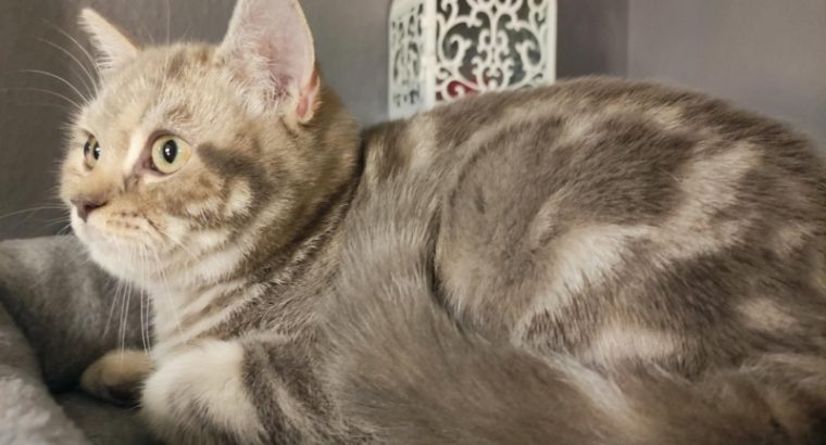 Lila tabby fiúcska