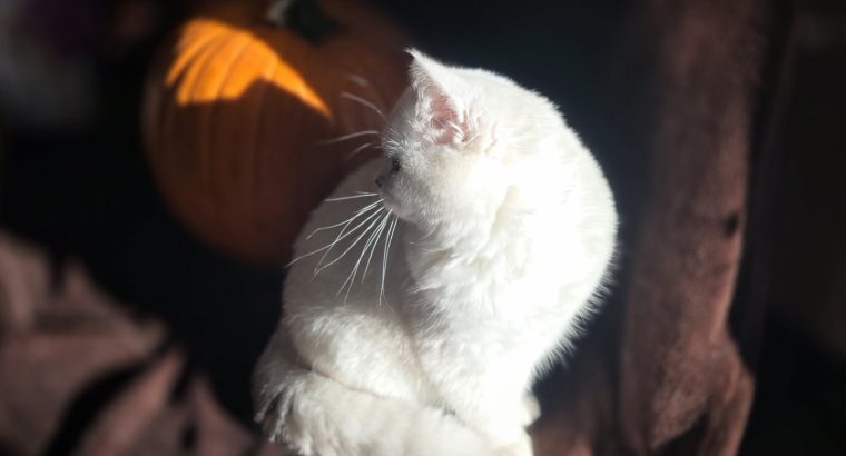 Elbűvölő kiscicánk