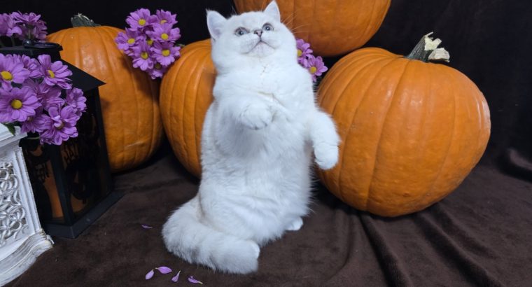 Elbűvölő kiscicánk