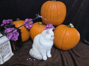 Elbűvölő kiscicánk