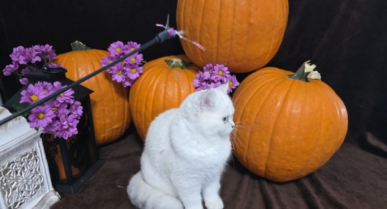 Elbűvölő kiscicánk