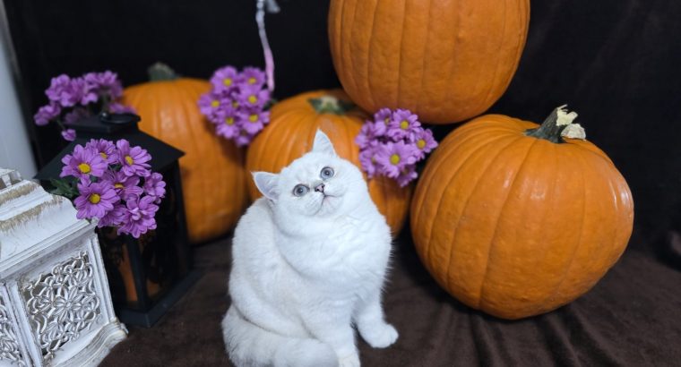 Elbűvölő kiscicánk