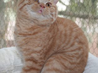 Brit vörös ifjú herceg