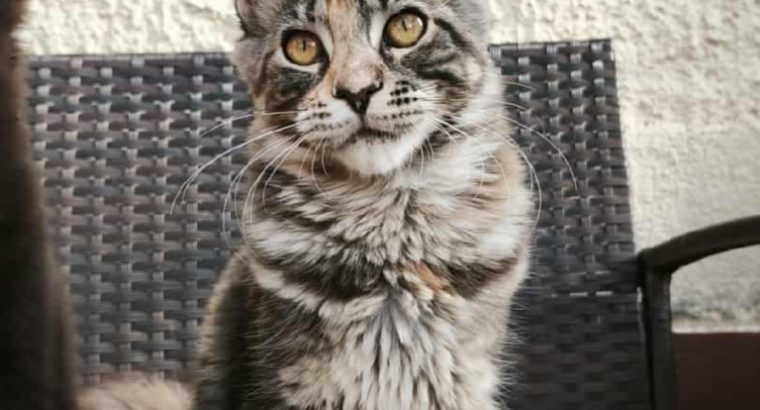 Lux Lior Zora