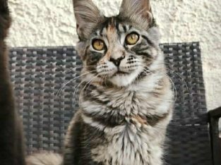 Lux Lior Zora