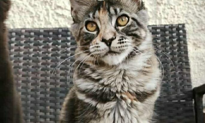 Lux Lior Zora
