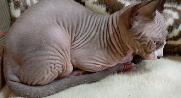 Szfinx kis kandúr azonnal költözhet