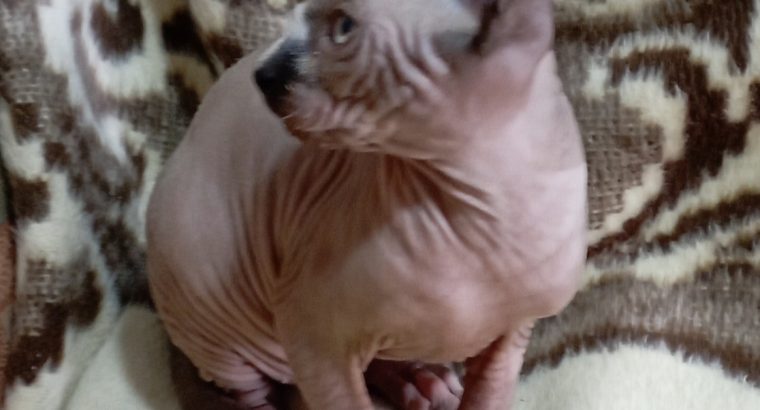 Szfinx kis kandúr azonnal költözhet