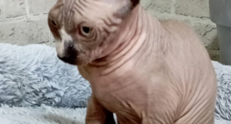 Szfinx kis kandúr azonnal költözhet