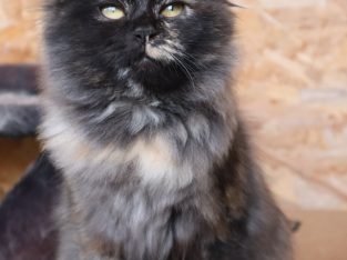 Tortie szibériai kislány