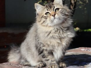 Gyönyörű szibériai kislány