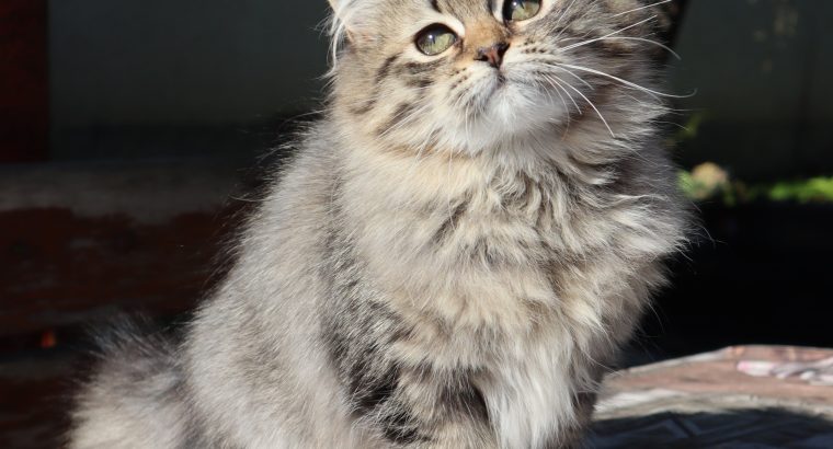 Gyönyörű szibériai kislány