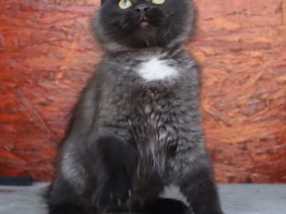 Fekete szibériai fiú