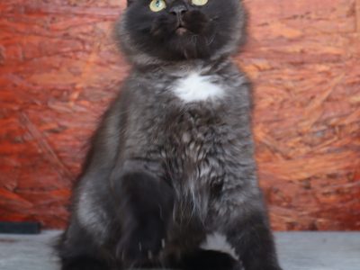 Fekete szibériai fiú