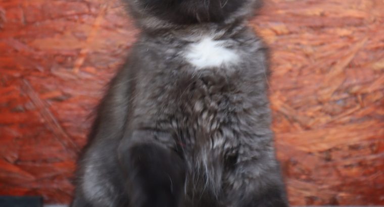 Fekete szibériai fiú