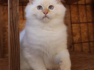 szibériai neva masquerade kandúr