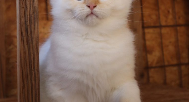 szibériai neva masquerade kandúr