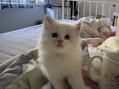 Ragdoll kislány