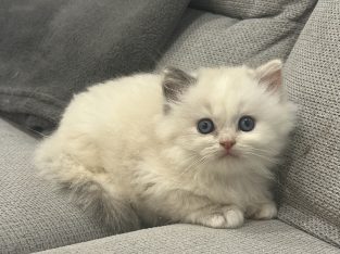 Ragdoll kislány