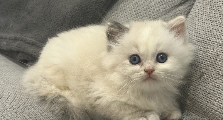 Ragdoll kislány
