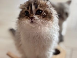 Skót lógófülű kisfiú