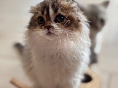 Skót lógófülű kisfiú