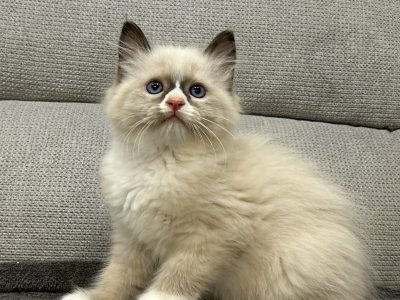 Ragdoll kandúr