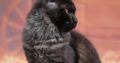 Maine coon kislány