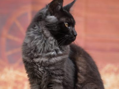Maine coon kislány