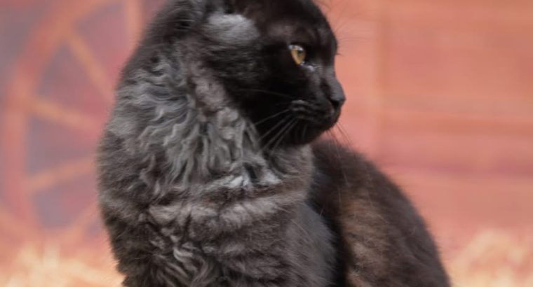 Maine coon kislány