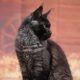 Maine coon kislány