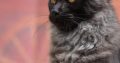Maine coon kislány