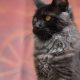Maine coon kislány