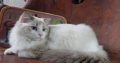 Ragdoll Boy – Kansas💖😍