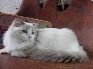 Ragdoll Boy – Kansas💖😍
