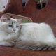 Ragdoll Boy – Kansas💖😍