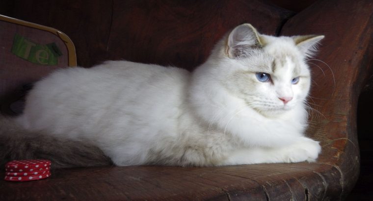 Ragdoll Boy – Kansas💖😍