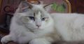 Ragdoll Boy – Kansas💖😍
