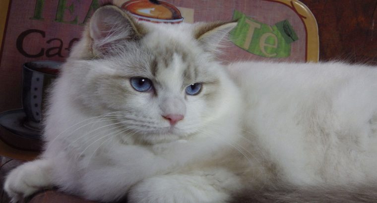 Ragdoll Boy – Kansas💖😍