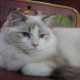 Ragdoll Boy – Kansas💖😍