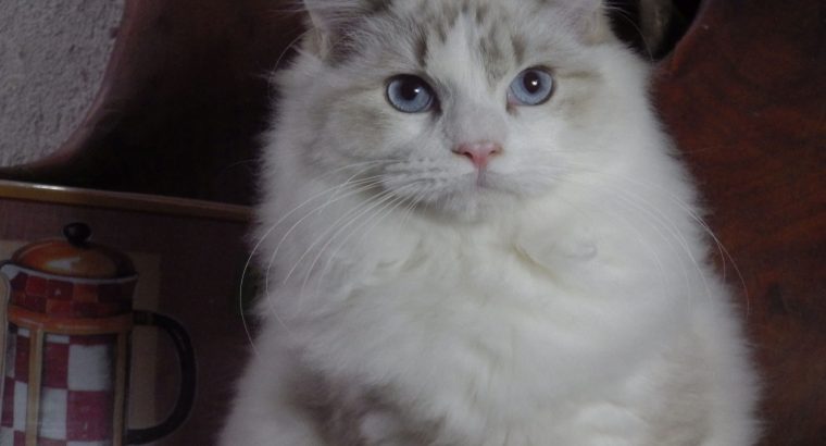 Ragdoll Boy – Kansas💖😍
